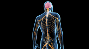 Minster chiropractic  and spinal manipulation benefits for back and neck pain